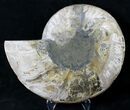Split Ammonite Half - Crystal Lined Pockets #19220-1